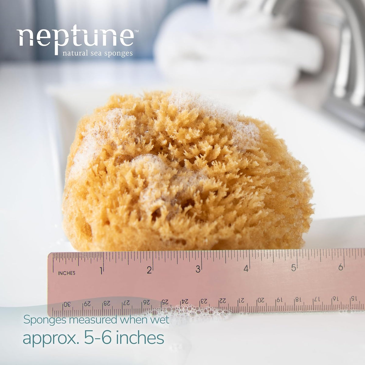 Neptune Caribbean Sea Sponge, Hand Cut, Medium, Approx. 5-6 inches